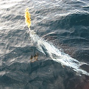 Picture 010